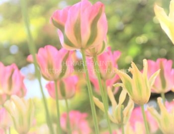 スタッフBlog「20年目の実現に向けて」